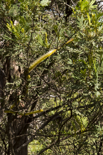 Common Tree Snake sighting