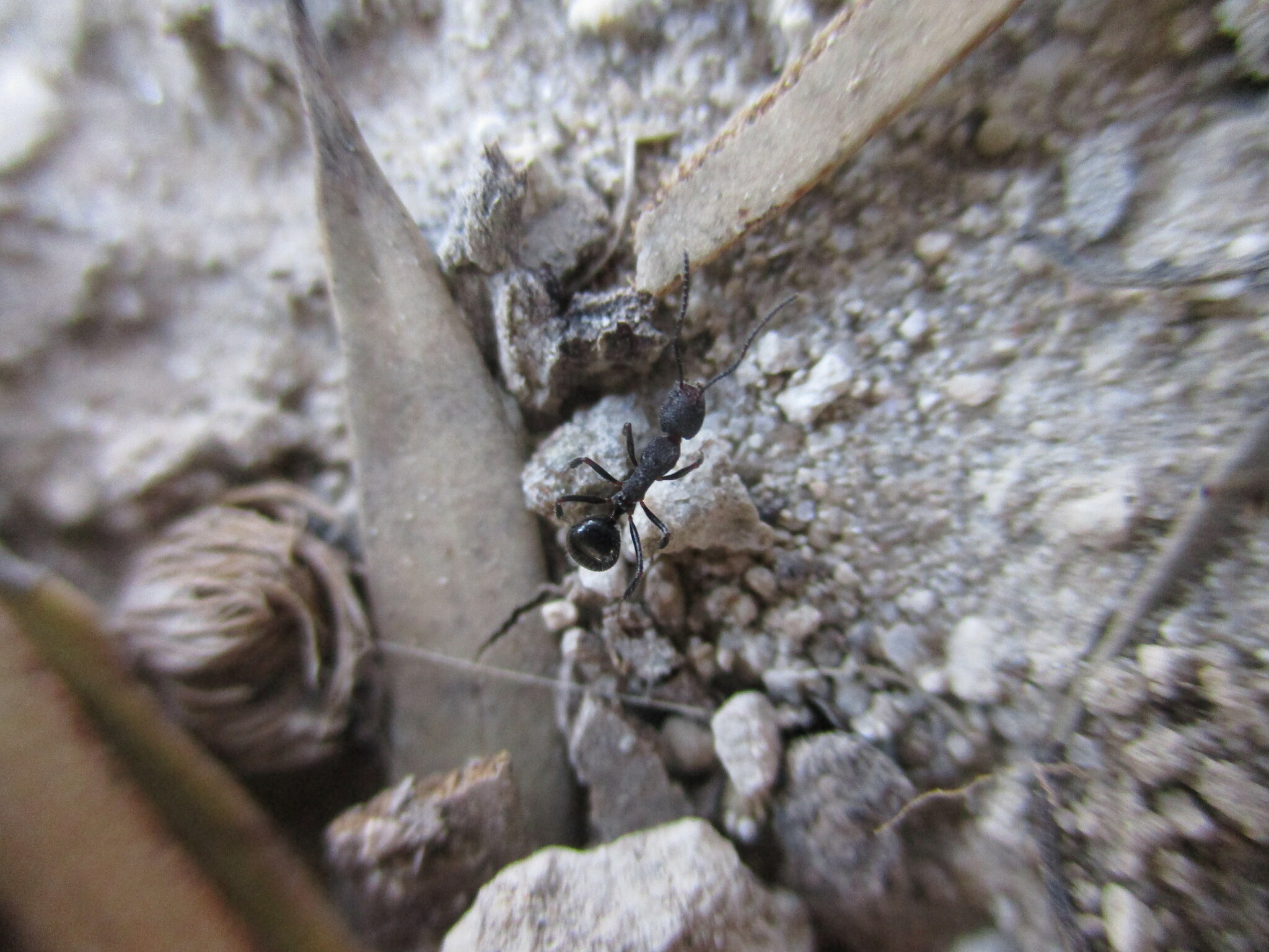 Dolichoderus formosus
