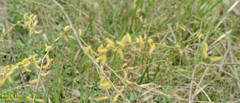 Salix gracilistyla