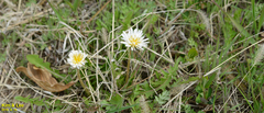 Taraxacum coreanum