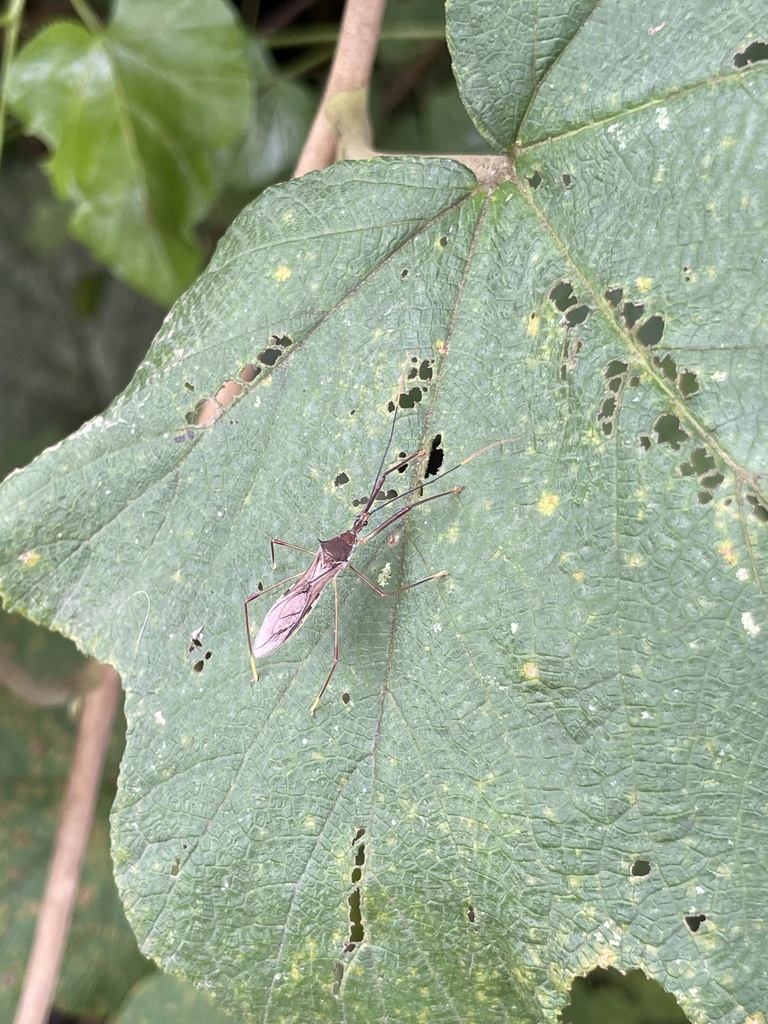 Serendus geniculatus from 峨眉山-洪雅公路, 四川, CN on August 12, 2023 at 02:25 ...