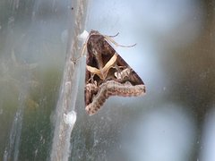 Insecta