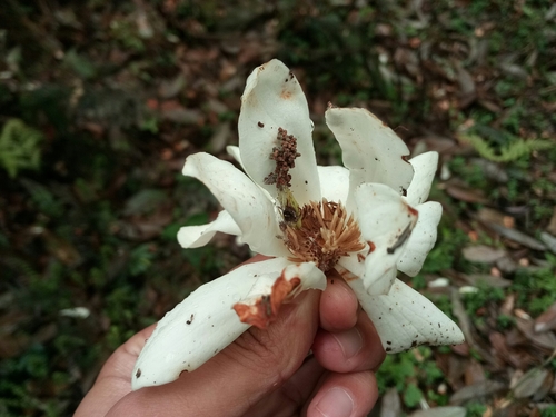 Magnolia doltsopa, photographed by an iNaturalist contributor