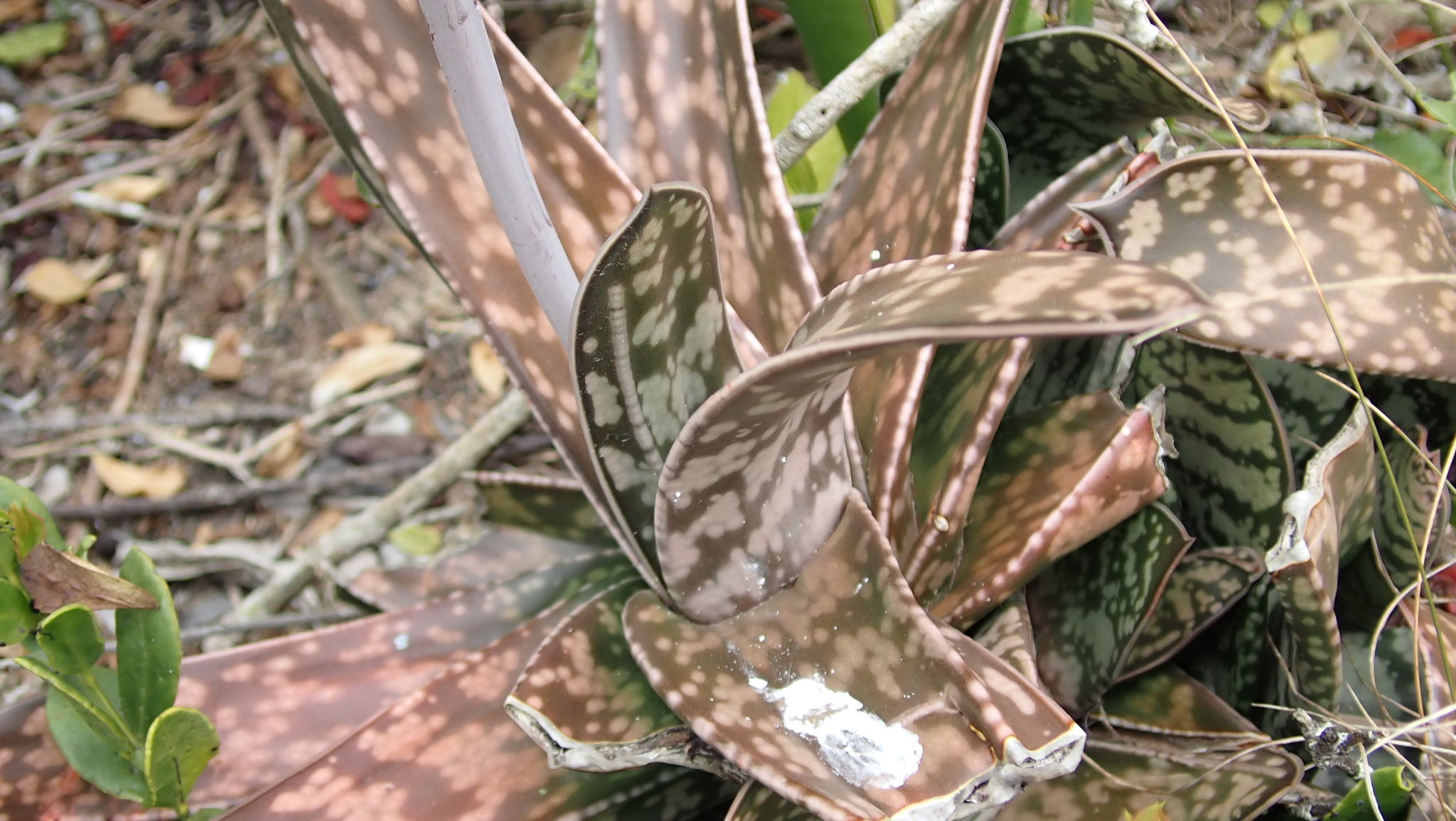 Imagem de Gasteria