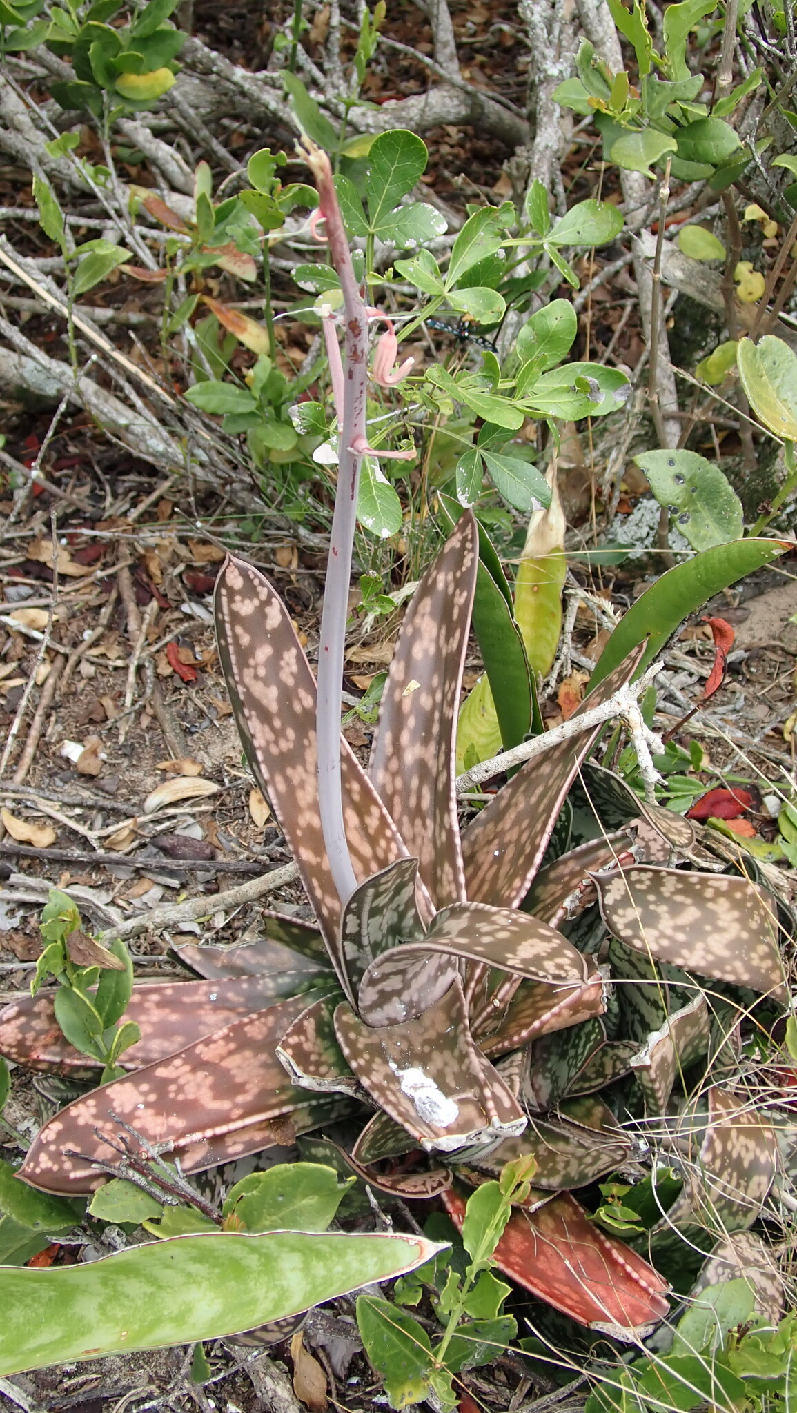 Imagem de Gasteria