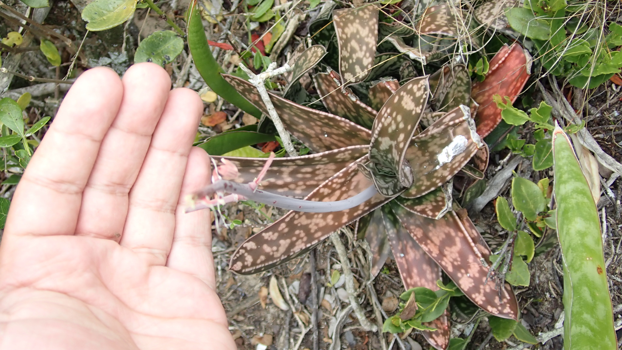 Imagem de Gasteria