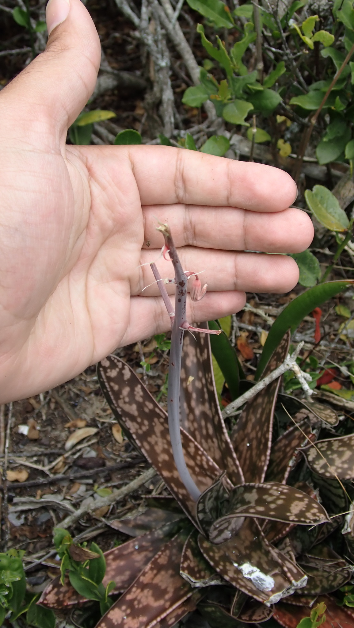Imagem de Gasteria