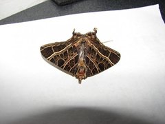 Insecta