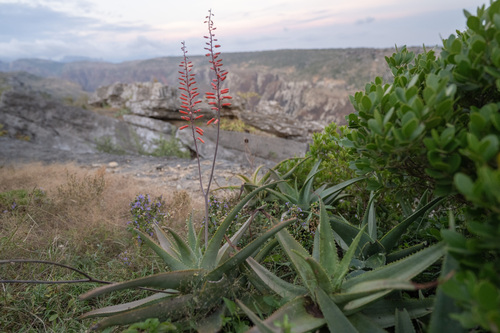 Perry's aloe (Aloe perryi)