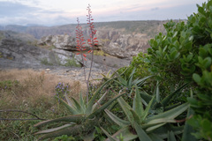 Aloe perryi