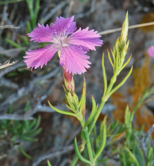 Dianthus rupicola