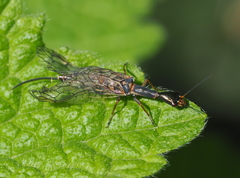 Xanthostigma xanthostigma