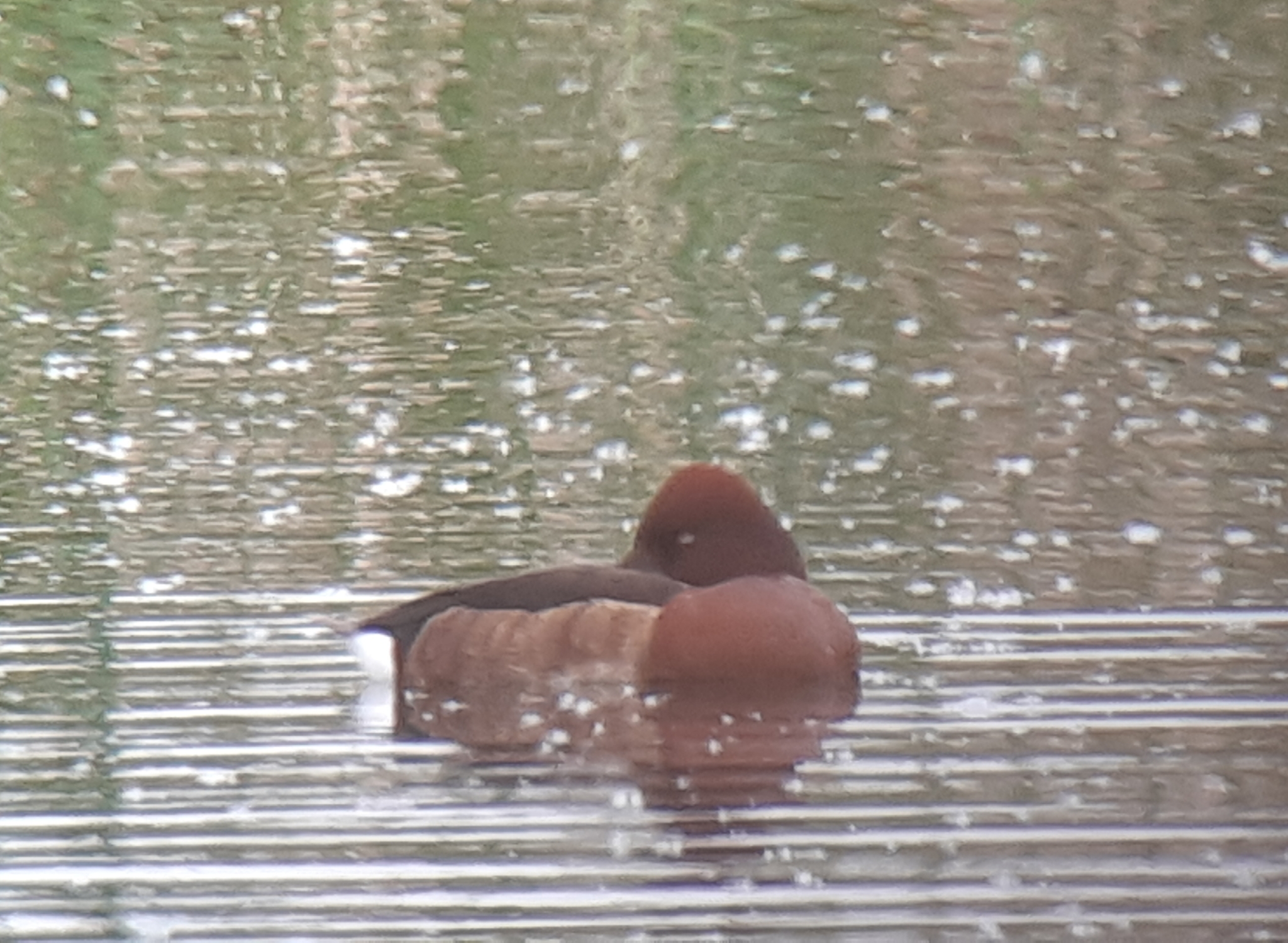Ferruginous Duck
