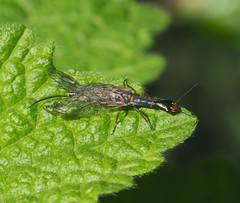 Xanthostigma xanthostigma