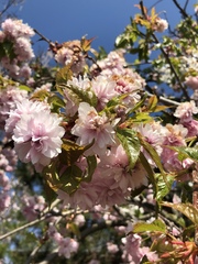 Prunus