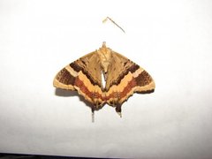 Insecta