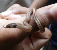 Oligodon taeniolatus