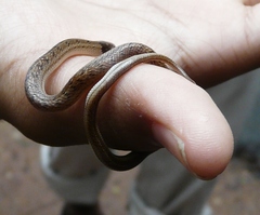 Oligodon taeniolatus