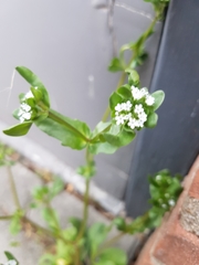 Valerianella locusta