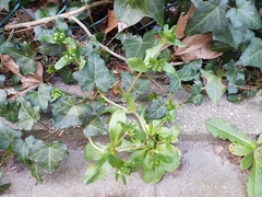 Valerianella locusta