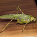 32-spotted Katydid - Photo (c) Roxanne Lazarus, some rights reserved (CC BY-NC), uploaded by Roxanne Lazarus