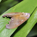 Euhampsonia roepkei - Photo (c) Cheongweei Gan, μερικά δικαιώματα διατηρούνται (CC BY), uploaded by Cheongweei Gan