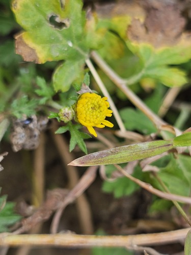 Dendranthema lavandulifolium