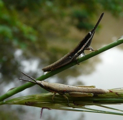 Neorthacris