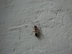 Insecta