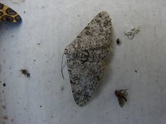 Insecta