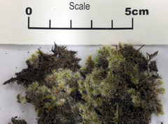 Racomitrium pruinosum