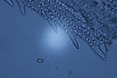 Racomitrium pruinosum