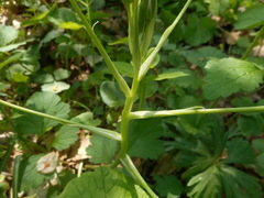 Ornithogalum umbellatum