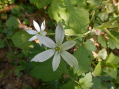 Ornithogalum umbellatum