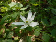 Ornithogalum umbellatum