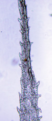 Racomitrium pruinosum