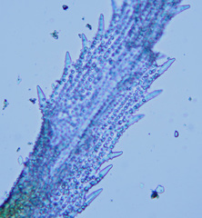 Racomitrium pruinosum