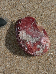 Haliotis coccoradiata