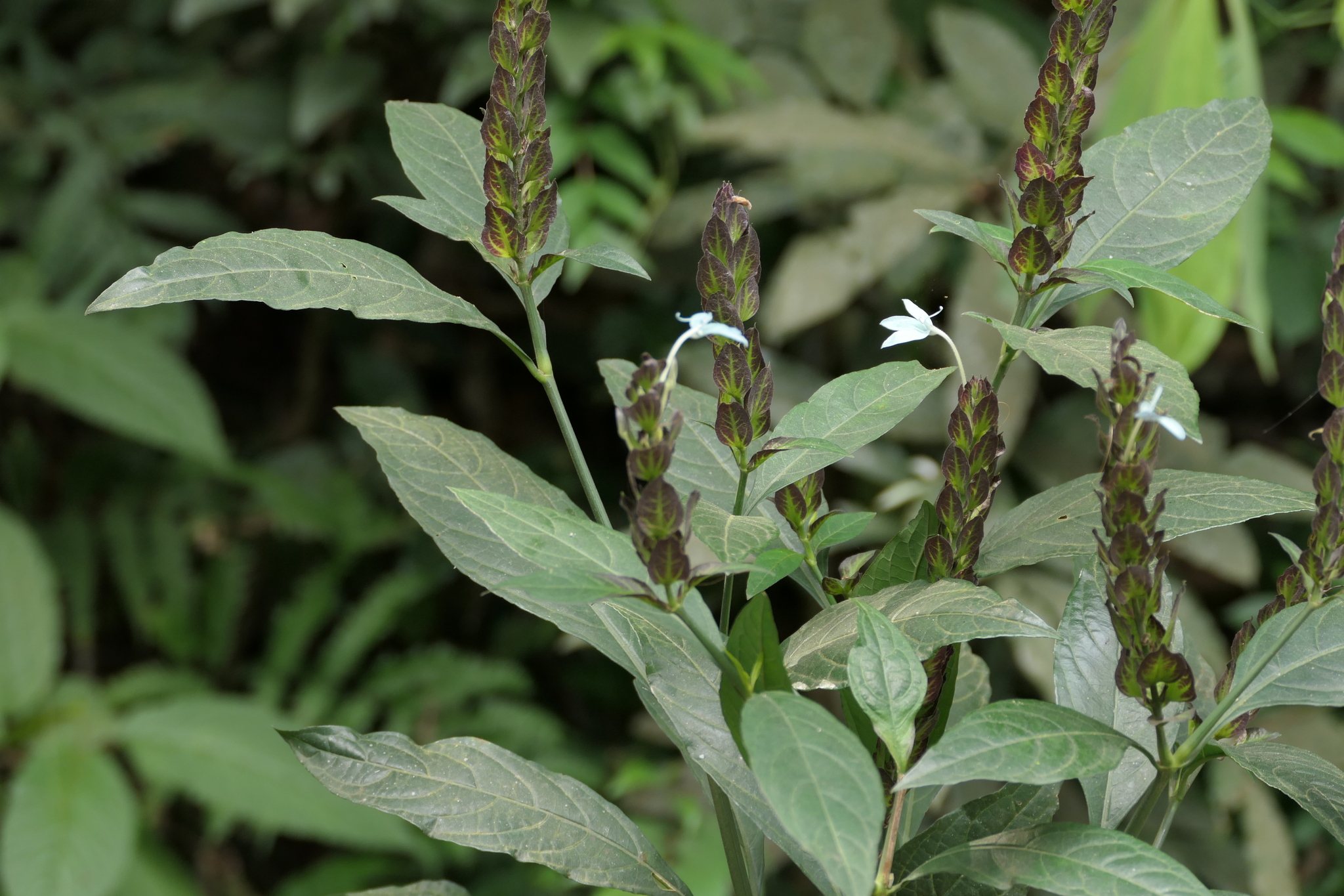 Ecbolium viride (Forssk.) Alston Ecbolium viride (Forssk.) Alston