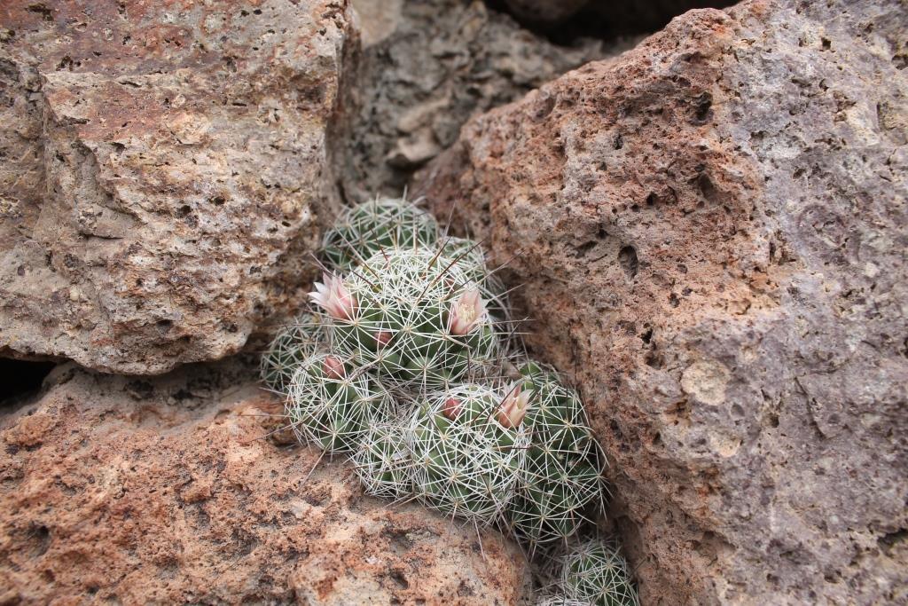 Mammillaria decipiens