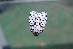 Insecta
