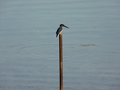 Alcedo atthis bengalensis