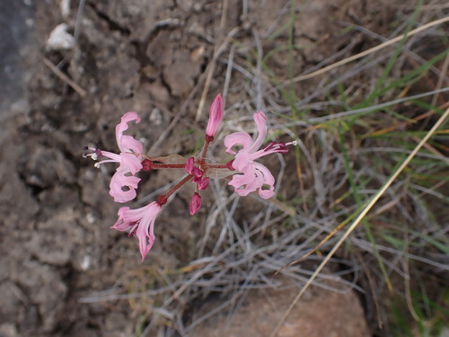 Nerine masoniorum