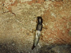 Pinophilus