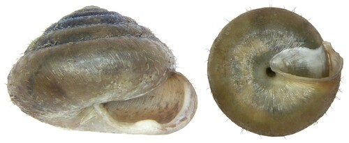 single-toothed hairysnail