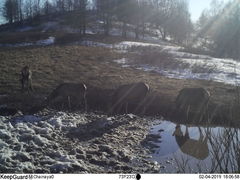 Cervus canadensis sibiricus