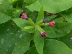 Pulmonaria vallarsae
