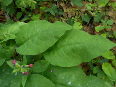 Pulmonaria vallarsae