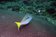 Threadfin Monocle Bream photo 3