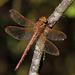 Brown Hawker - Photo (c) Erland Refling Nielsen, some rights reserved (CC BY-NC)